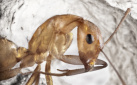 Exoskeleton ant